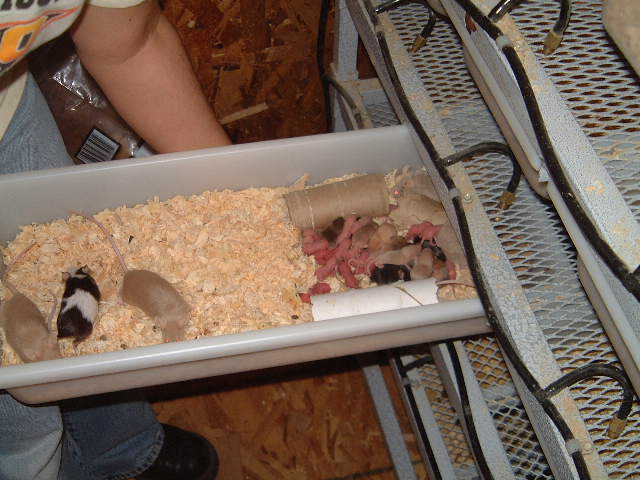 Freedom Breeder mouse production