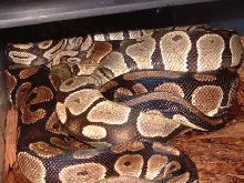 snakes