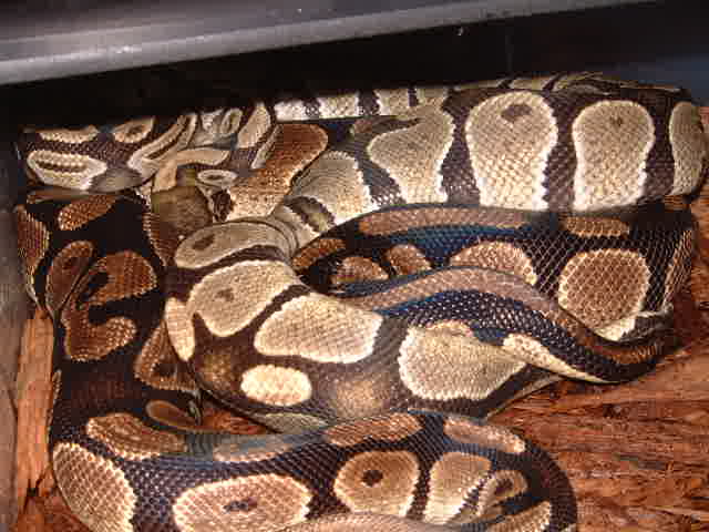 snakes