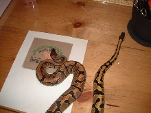 Normal Ball Python pair