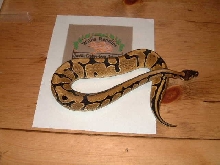 Ball Python female