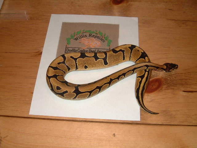 Ball Python female