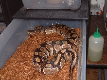 Gravid female ball python