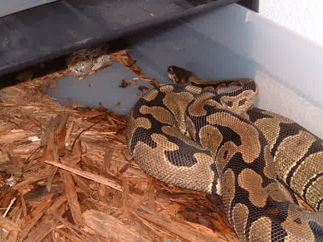 normal female ball python