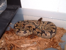 normal female ball python