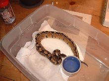 normal female ball python