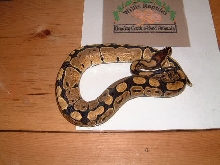 normal female ball python