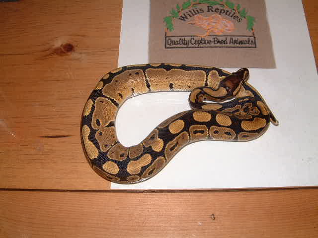 normal female ball python