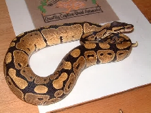 normal female ball python