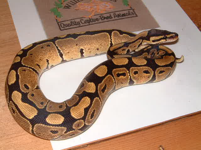 normal female ball python