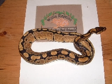 normal female ball python