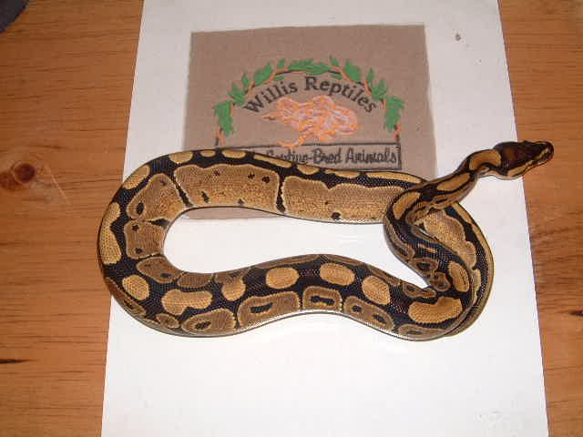 normal female ball python