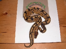 normal female ball python
