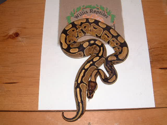 normal female ball python