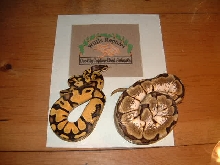 2007 Pastel male and female Spider