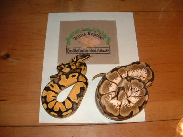 2007 Pastel male and female Spider