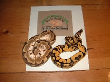 2007 Pastel and high white Spider