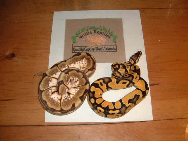2007 Pastel and high white Spider