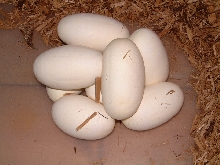 Spider eggs March 16, 2006