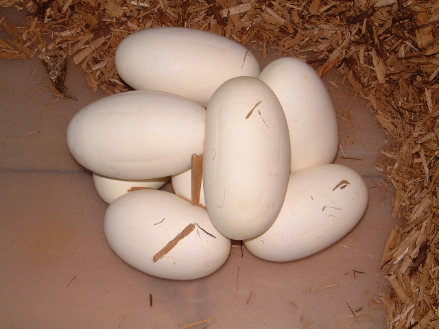 Spider eggs March 16, 2006
