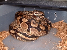 Ball Female on eggs 3-24-06