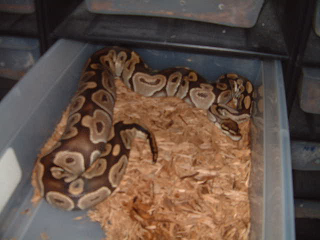 H.VPI AXAN Ovulation