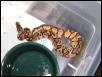 Pastel Male
