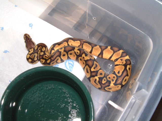 Pastel Male
