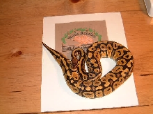 Pastel female