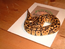 Pastel female