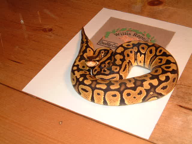 Pastel female