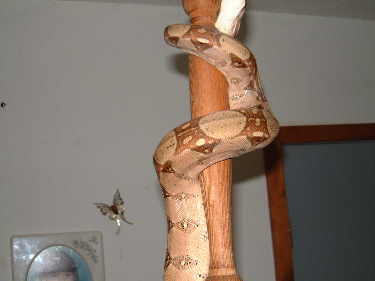Pastel female Het Albino