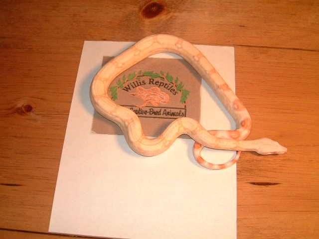 Albino boa male