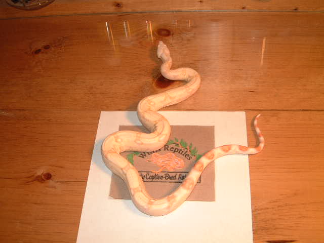 Albino boa male
