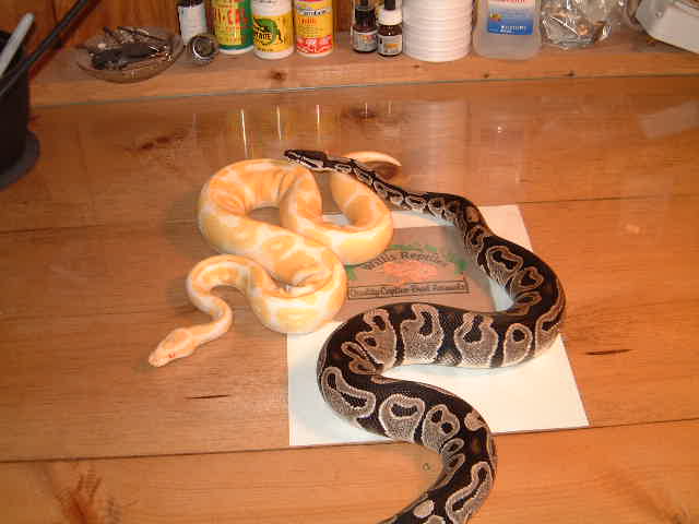 Breeder male ball pythons Albino and Axanthic