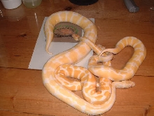 Pile of albino balls