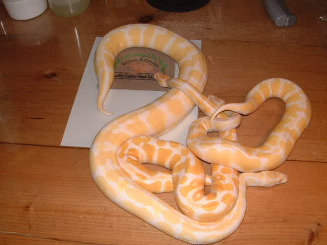 Pile of albino balls