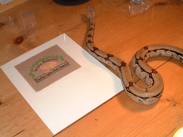 reverse stripe Suriname female