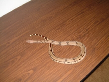 reverse stripe Suriname female