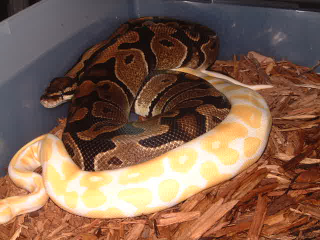 Albino Project