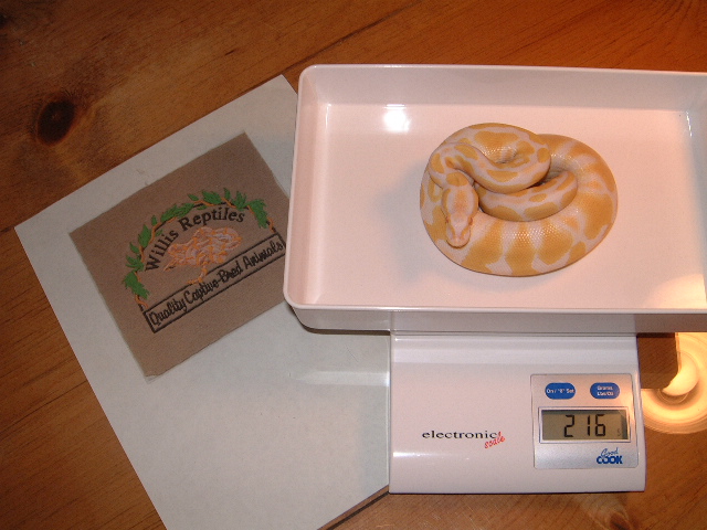 Albino het AXan. male two months old