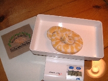 Albino het AXan. male 2 at 2months