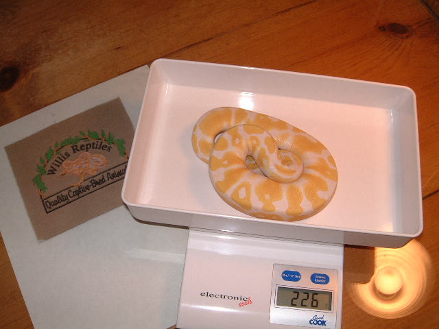 Albino het AXan. male 2 at 2months