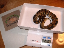 DHS female at 2 months