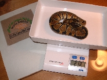 SnowProject babies at 2 months