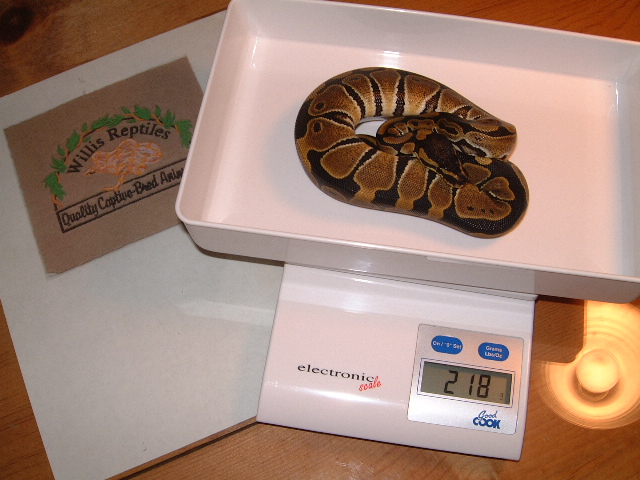 SnowProject babies at 2 months