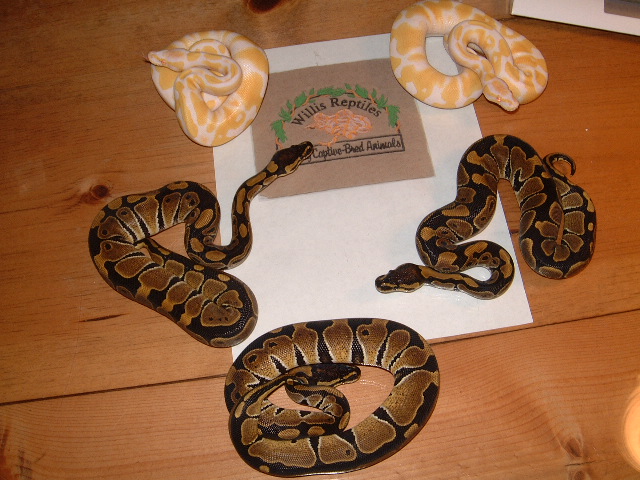 SnowProject babies at 2 months