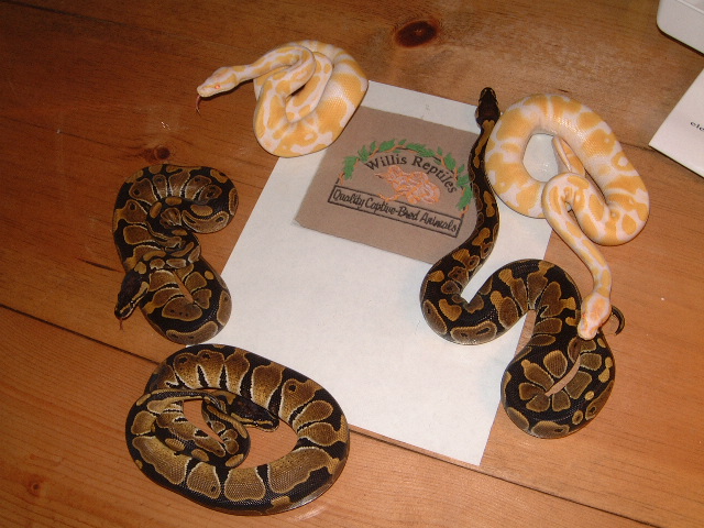 SnowProject babies at 2 months