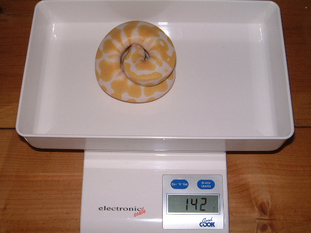 male albino 100%het.VPI SNOW
