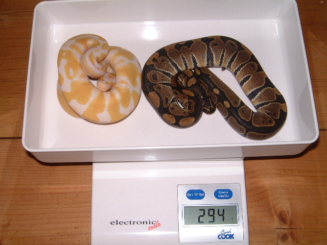 male albino 100%het VPI Snow and female DH VPI Snow